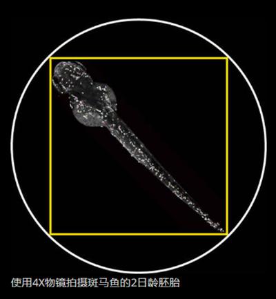 使用4X物镜拍摄斑马鱼的2日龄胚胎