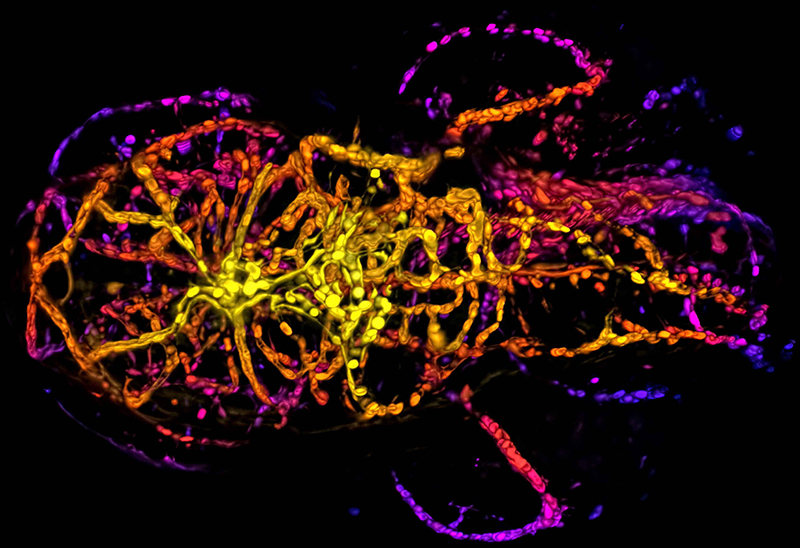 使用10X Plan Apochromat Lambda S物镜（NA 0.45），通过1024×2048像素共振扫描采集斑马鱼胚血管生成的Z轴最高亮度投影图像。（以颜色编码深度）