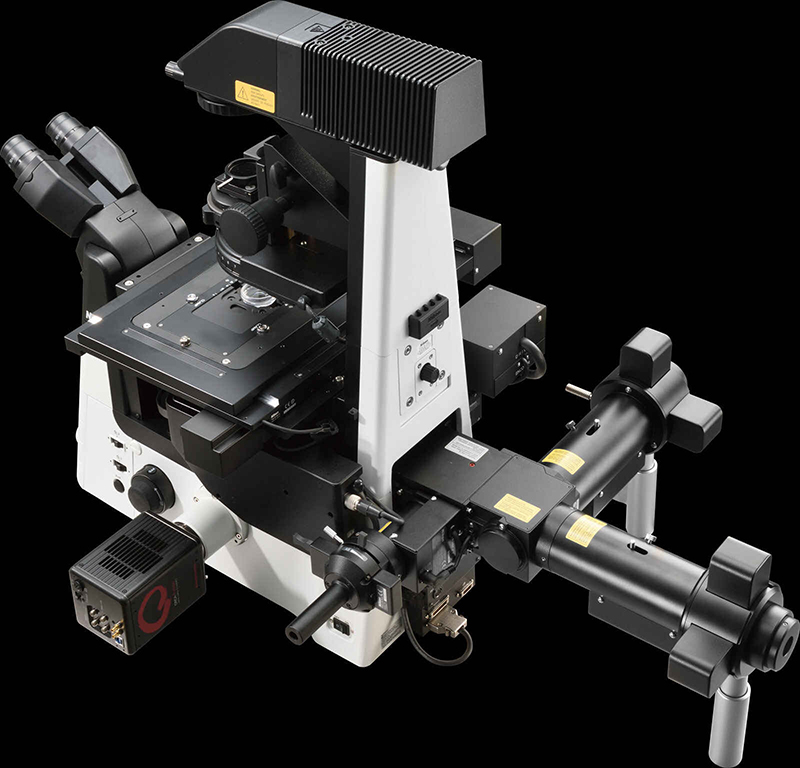 使用10X Plan Apochromat Lambda S物镜（NA 0.45），通过1024×2048像素共振扫描采集斑马鱼胚血管生成的Z轴最高亮度投影图像。（以颜色编码深度）