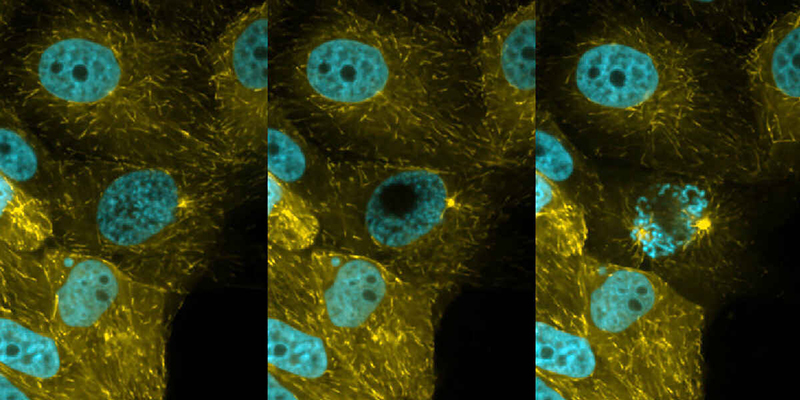 光刺激：点及区域扫描单元